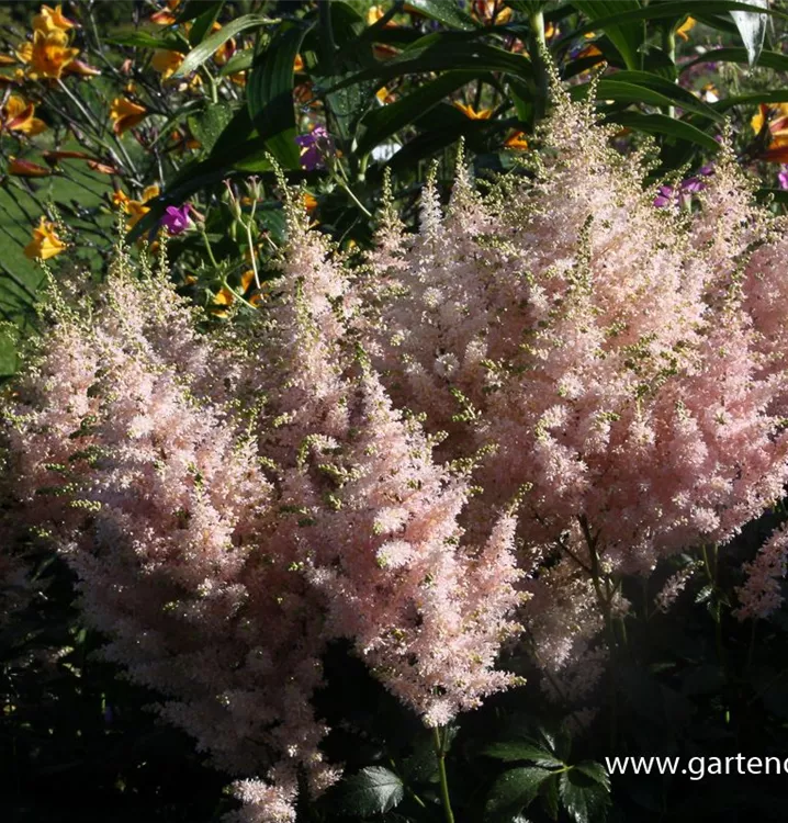 Astilbe japonica 'Europa'