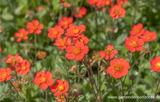 Garten-Nelkenwurz 'Borisii'