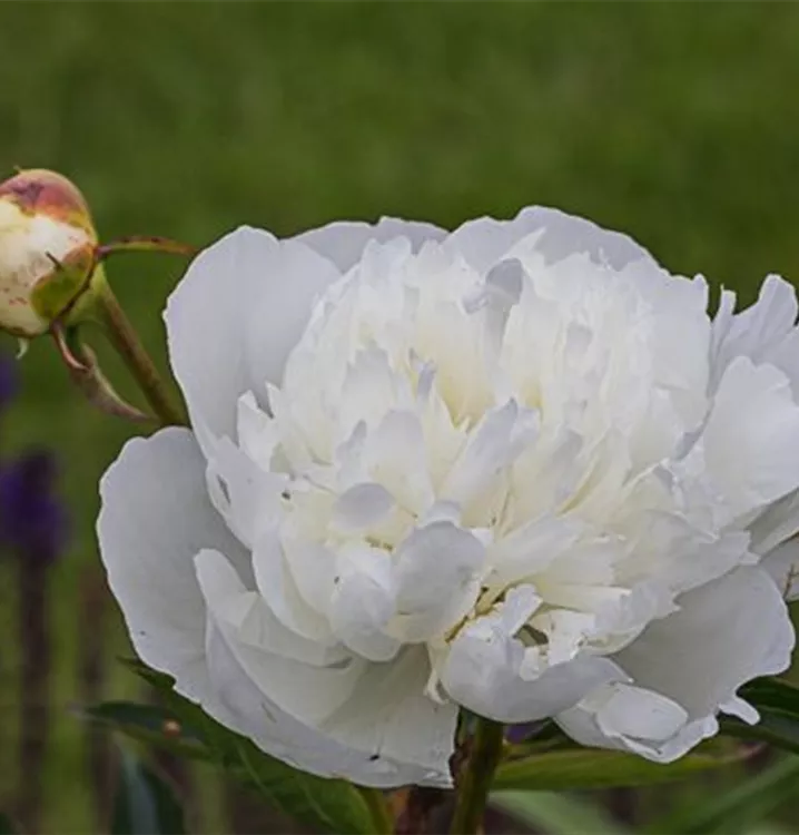 Paeonia lactiflora 'Duchesse de Nemours'