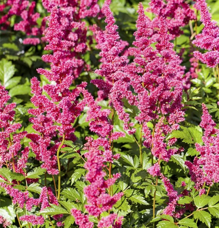 Astilbe japonica 'Mainz'