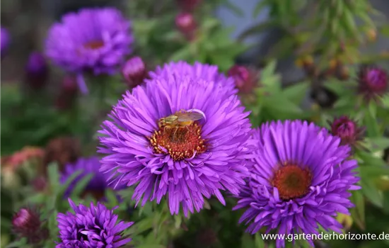 Garten-Raublatt-Aster 'Purple Dome'