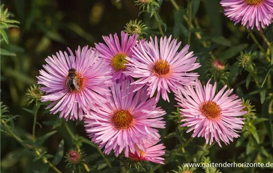 Garten-Raublatt-Aster 'Rosa Sieger'