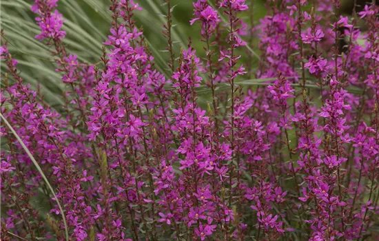 Garten-Ruten-Weiderich 'Dropmore Purple'