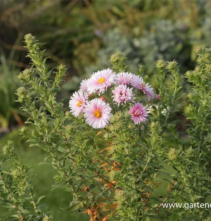 Aster novae-angliae 'Rudelsburg'