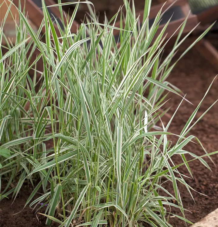 Phalaris arundinacea 'Picta'