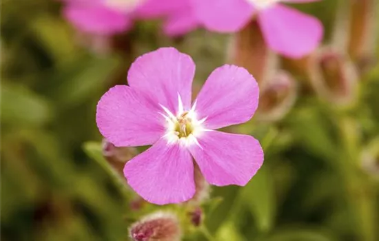 Garten-Polster-Seifenkraut 'Bressingham'