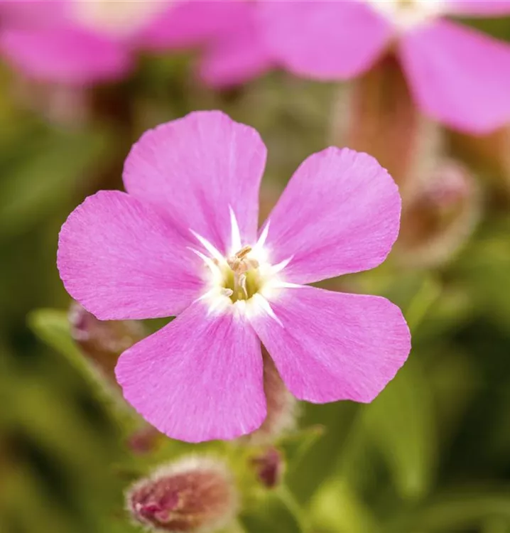 Saponaria x olivana 'Bressingham'