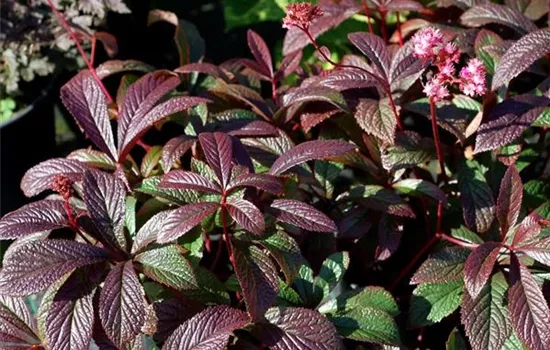 Garten-Schaublatt 'Bronze Peacock'