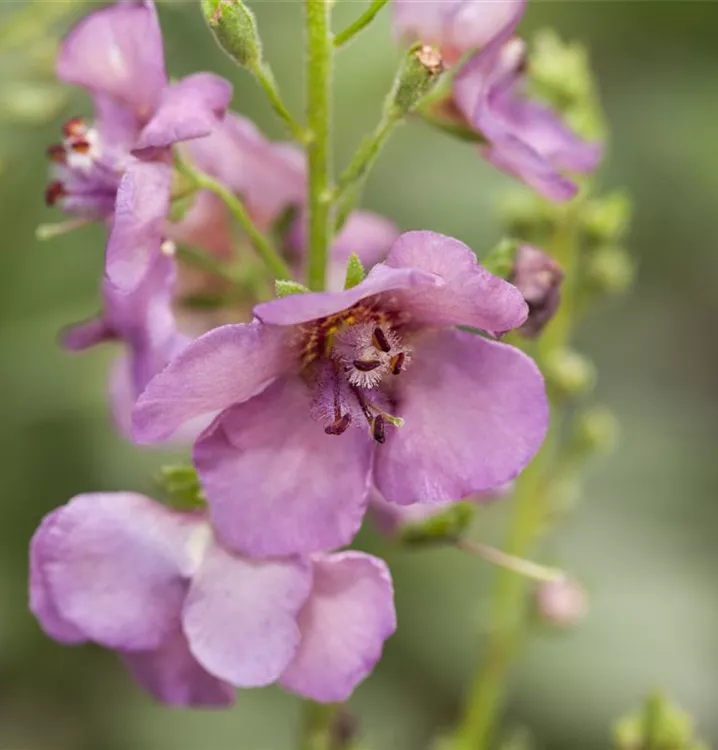 Verbascum phoeniceum 'Violetta'