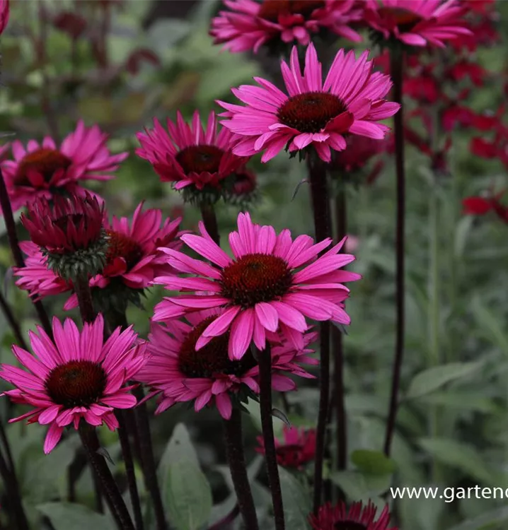 Echinacea purpurea 'Fatal Attraction'®