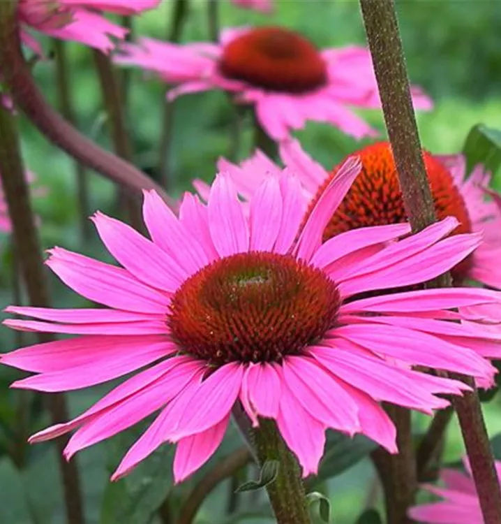 Echinacea purpurea 'Rubinstern'