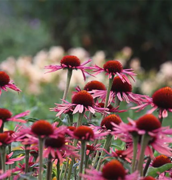 Echinacea purpurea 'Sunrise'®