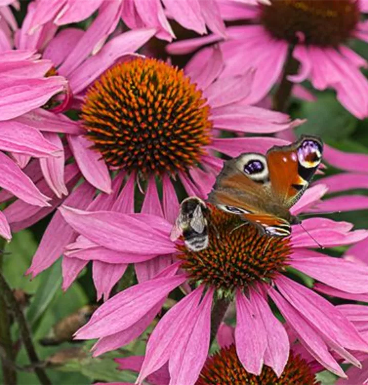 Echinacea purpurea 'Leuchtstern'