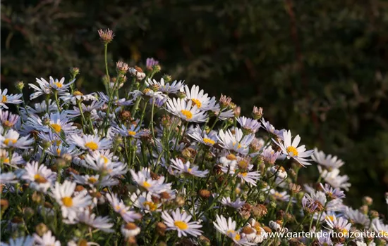 Garten-Schönaster 'Madiva'