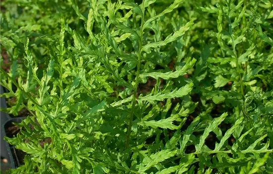 Garten-Schellenbaum-Wurmfarn 'Linearis Polydactyla'