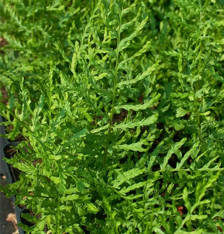 Dryopteris filix-mas 'Linearis Polydactyla'