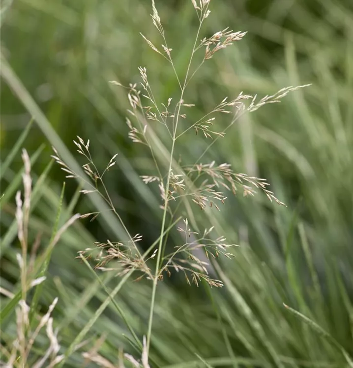 Deschampsia cespitosa 'Goldtau'