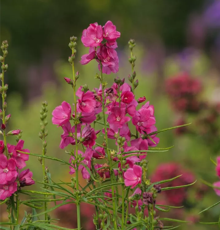 Sidalcea oregana 'Brillant'