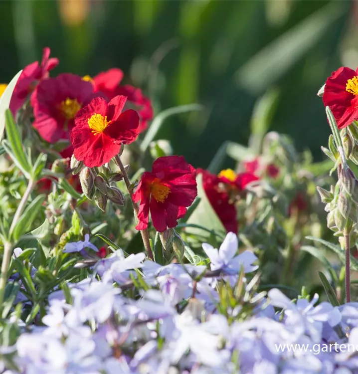 Helianthemum cultorum 'Supreme'