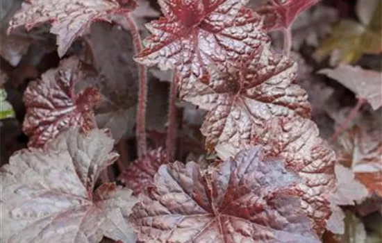 Garten-Silberglöckchen 'Palace Purple'