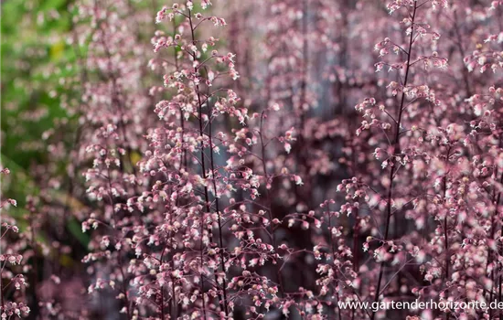 Garten-Silberglöckchen 'Black Beauty'®