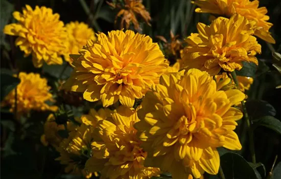 Garten-Stauden-Sonnenblume 'Loddon Gold'