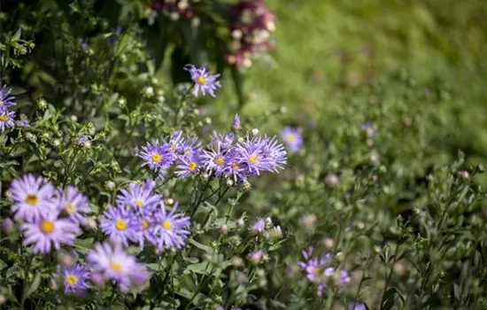 Garten-Sommer-Aster 'Rudolf Goethe'