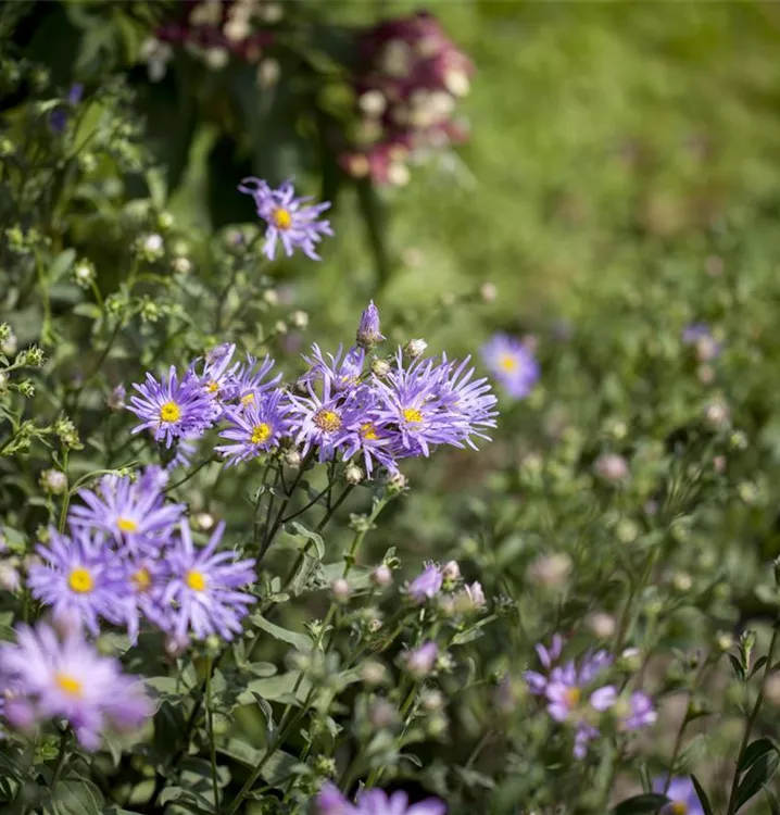 Aster amellus 'Rudolf Goethe'