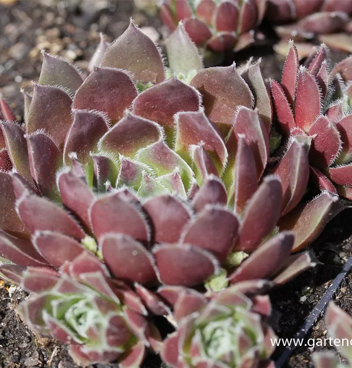 Sempervivum marmoreum 'Pilatus'