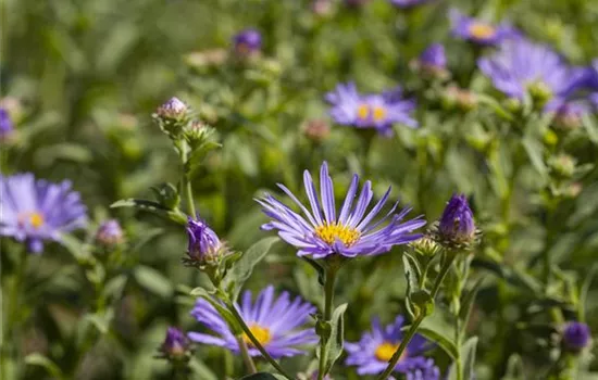 Garten-Sommer-Aster 'Sternkugel'