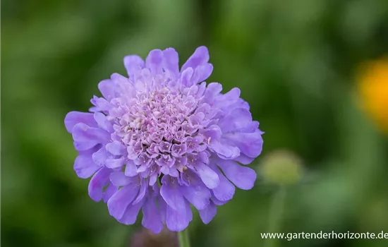 Garten-Tauben-Skabiose 'Butterfly Blue'