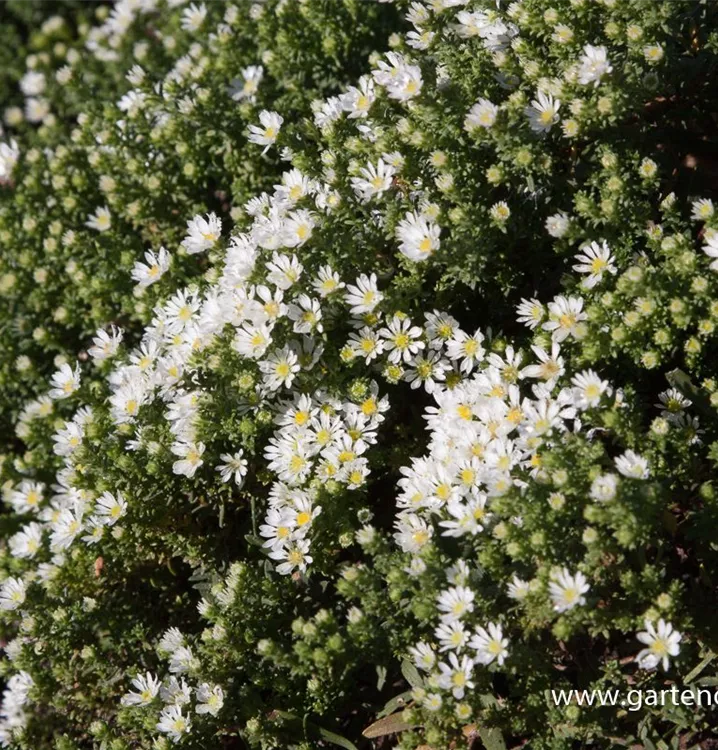 Aster ericoides 'Snow Flurry'