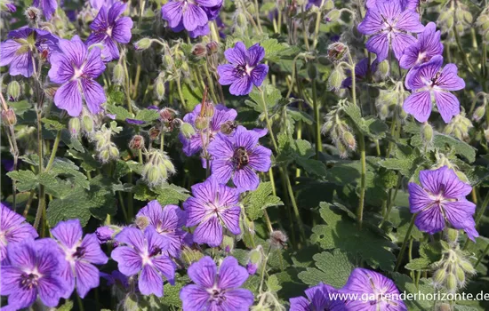 Garten-Storchschnabel 'Terre Franche'