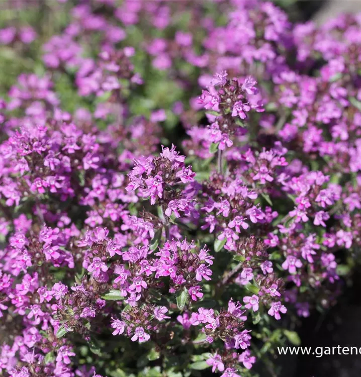 Thymus praecox 'Red Carpet'