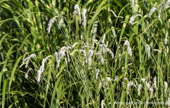 Garten-Wiesenknopf 'White Tanna'