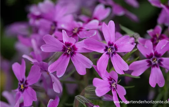 Garten-Teppich-Flammenblume 'Samson'