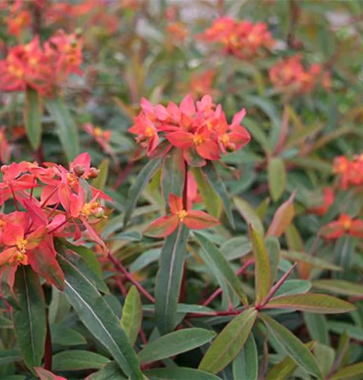 Euphorbia griffithii 'Dixter'