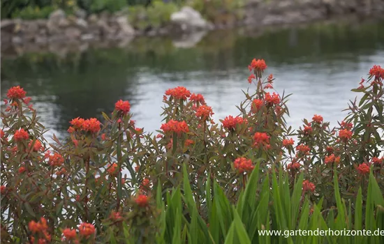 Garten-Wolfsmilch 'Fireglow'