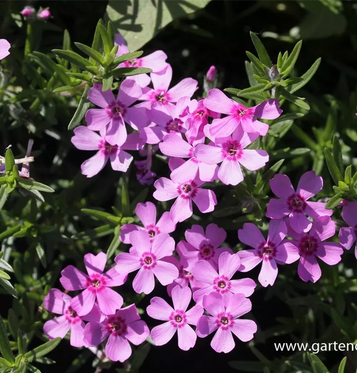 Phlox subulata 'Zwergenteppich'