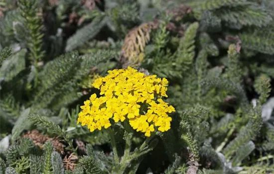 Garten-Teppich-Garbe 'Aurea'