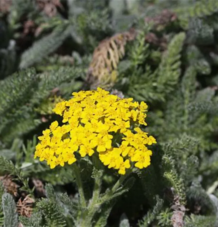 Achillea tomentosa 'Aurea'