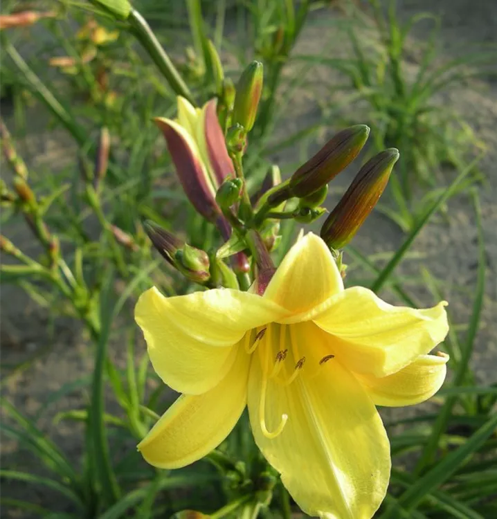 Hemerocallis 'Lemon Bells'