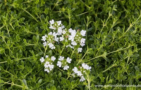 Garten-Thymian 'Albus'