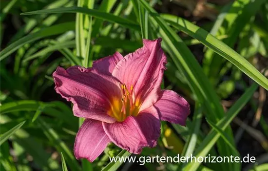 Garten-Taglilie 'Summer Wine'