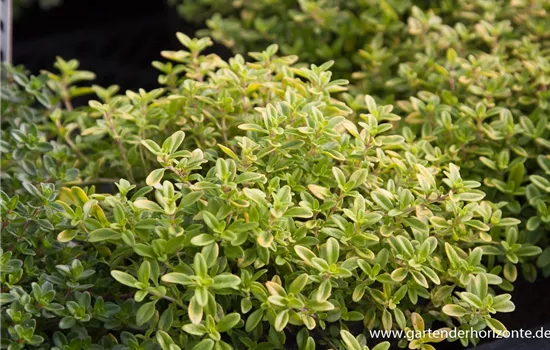 Garten-Thymian 'Golden Dwarf'