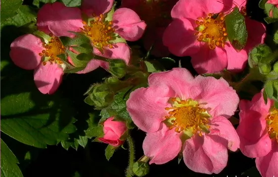 Garten-Zier-Erdbeere 'Pink Panda'®