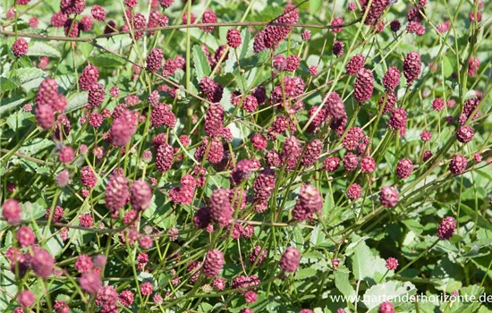 Garten-Wiesenknopf 'Tanna'