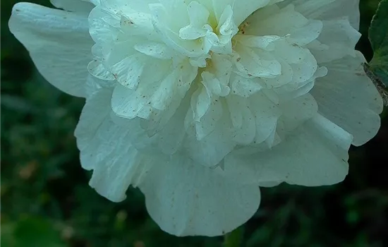 Gefülltblühende Garten-Stockrose