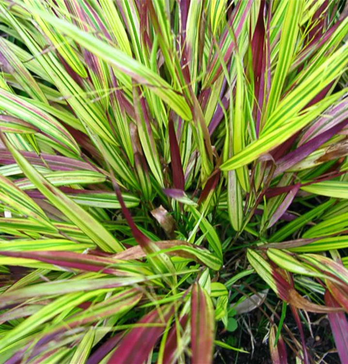 Hakonechloa macra 'Beni Kaze'