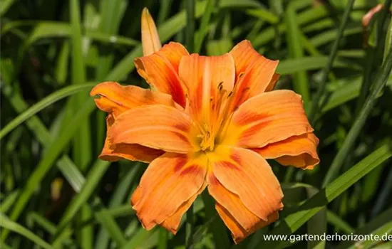 Gefülltblühende Garten-Taglilie 'Kwanso'